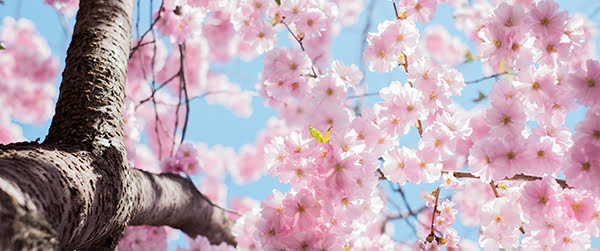 Cherry Blossoms in Bloom, May Newsletter