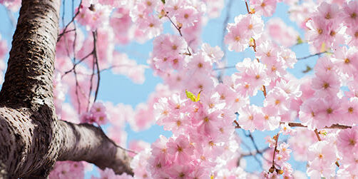 Cherry Blossoms in Bloom, May Newsletter